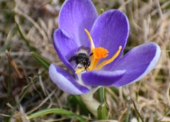 Osmia lignaria