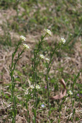 Mummenhoffia alliacea