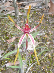 Caladenia arrecta
