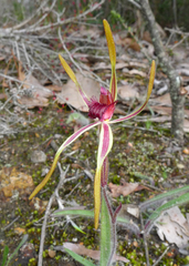 Caladenia arrecta