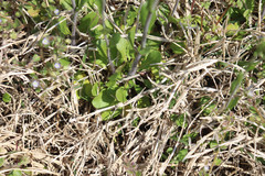 Mummenhoffia alliacea