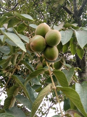 Juglans neotropica