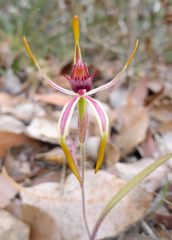 Caladenia arrecta
