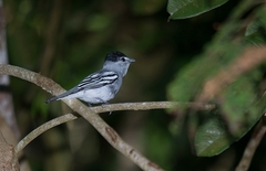 Pachyramphus marginatus