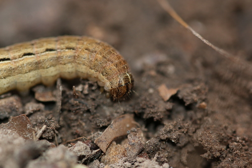 Square-spot Rustic, photo 8 of 10