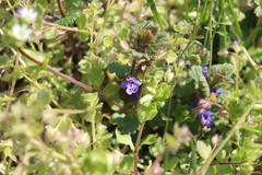 Glechoma hederacea