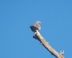 Patagioenas picazuro