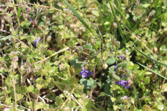 Glechoma hederacea