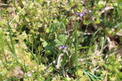 Glechoma hederacea