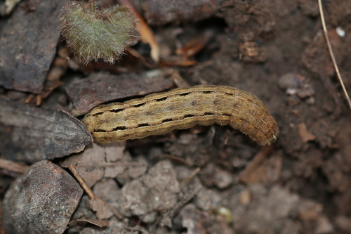 Square-spot Rustic, photo 10 of 10