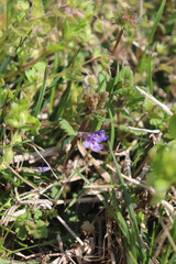 Glechoma hederacea