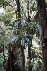 Aniba robusta