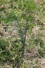 Allium vineale