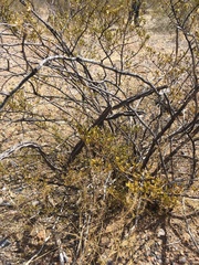 Peniocereus greggii greggii