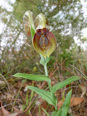 Pterostylis concava