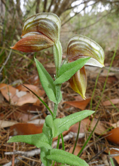 Pterostylis concava