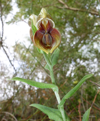 Pterostylis concava