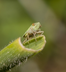 Syncharina lineiceps