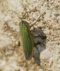 Syncharina lineiceps