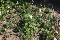 Viola arvensis