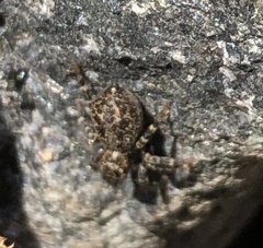 Pseudeuophrys erratica