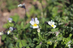 Viola arvensis
