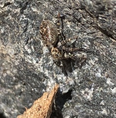 Pseudeuophrys erratica