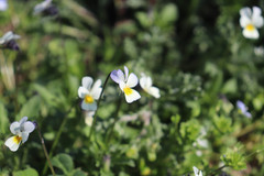 Viola arvensis
