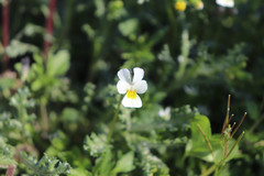 Viola arvensis