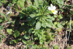 Viola arvensis