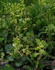 Peronospora alsinearum