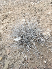 Acleisanthes lanceolata