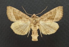 Hydraecia immanis