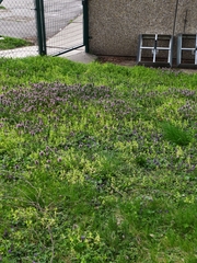 Peronospora alsinearum