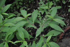 Persicaria pinetorum