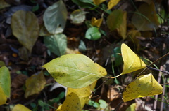 Calycanthus floridus