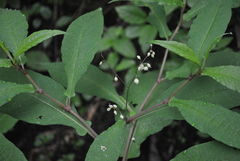 Persicaria pinetorum