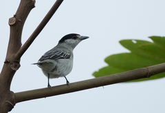 Pachyramphus rufus