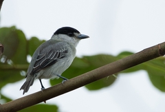 Pachyramphus rufus