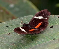 Heliconius clysonymus clysonymus
