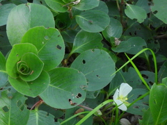 Ludwigia helminthorrhiza