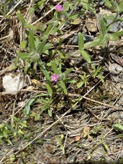 Microsteris gracilis