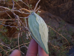 Gonolobus arizonicus