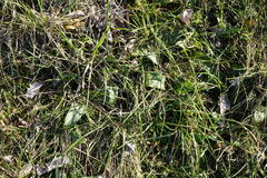 Himantoglossum caprinum