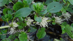 Ludwigia helminthorrhiza