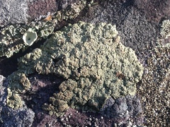 Rhizoplaca opiniconensis