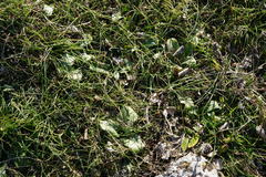 Himantoglossum caprinum