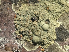 Rhizoplaca opiniconensis