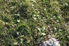 Himantoglossum caprinum