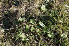 Himantoglossum caprinum